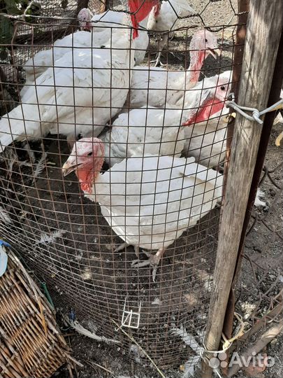 Индюки на мясо