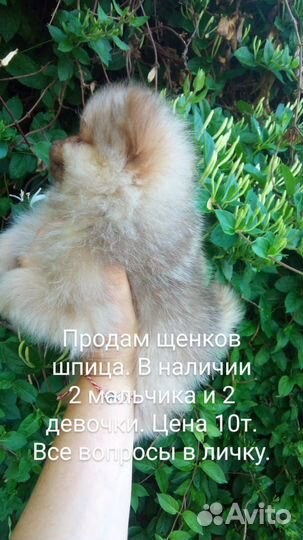 Щенки шпица