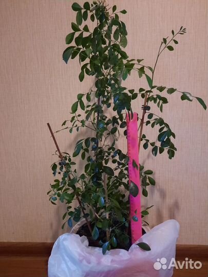 Мурайя, взрослое плодоносящее растение