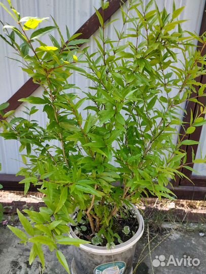 Аглаонемы-5 сортов,обмен возможен.Комнатные раст