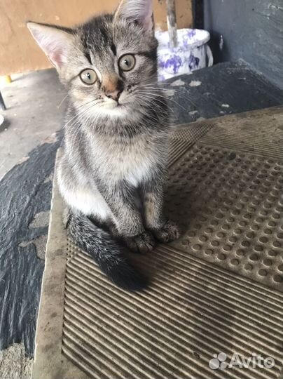 Шотландская