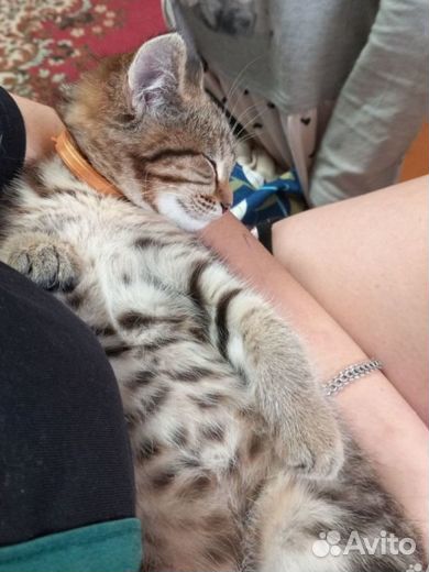 Кошка в дар бесплатно
