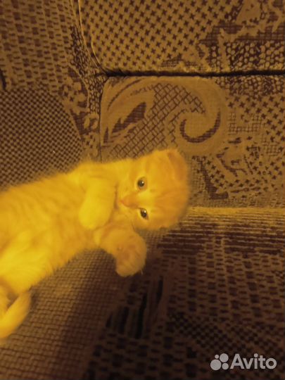 Котик бесплатно