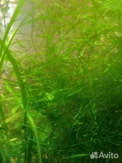 Аквариумные растения