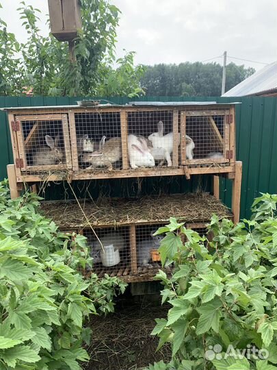 Продам кроликов и б/у клетки