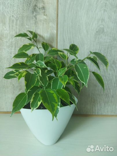 Фикус Бенджамина