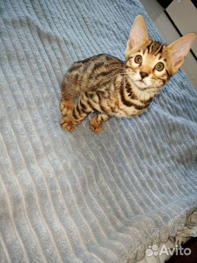 Бенгальская