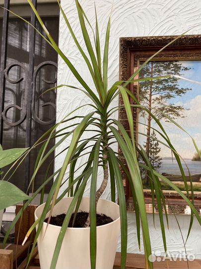 Комнатные растения