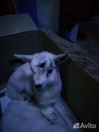 Козочка молодая