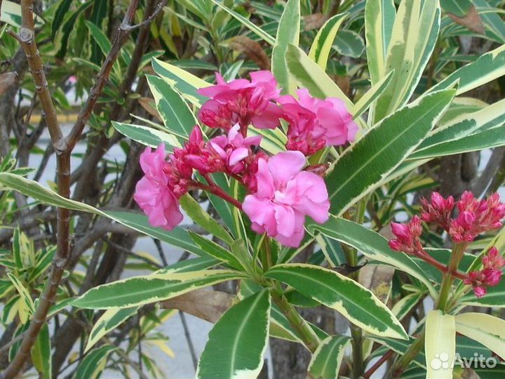 Разные растения для дома