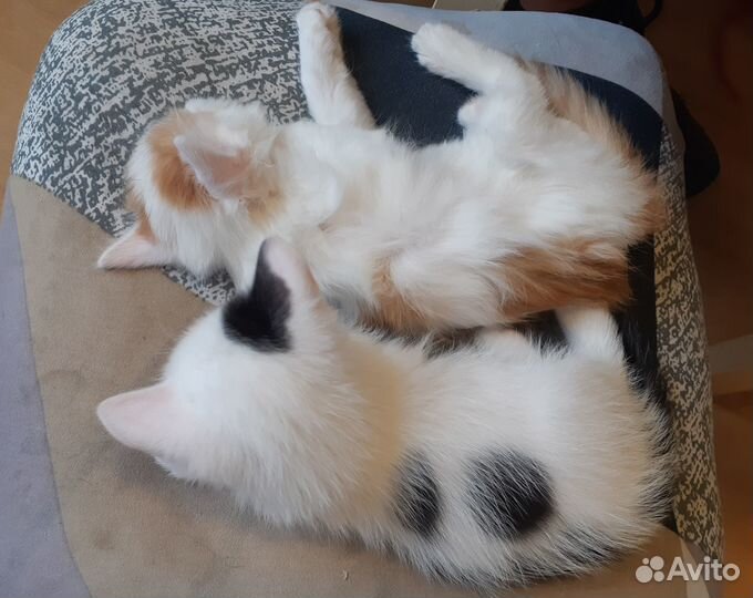 Котенок мальчик 1 месяц