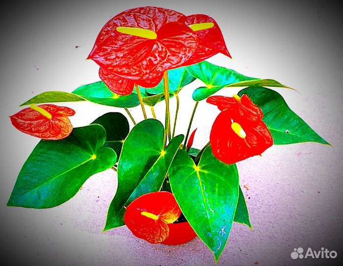 Комнатные цветы Антуриум