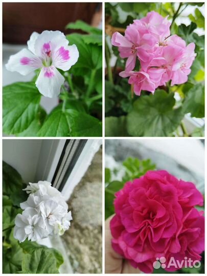 Пеларгония герань