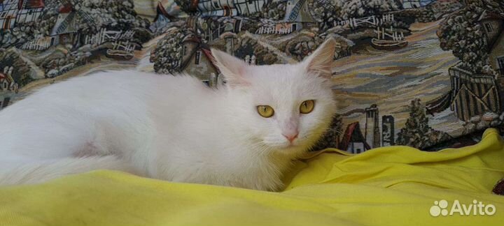 Белая кошка