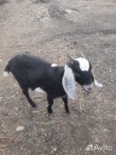 Нуйбийские козы