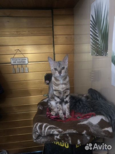 Кошка бенгальская