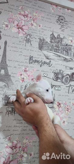 Бультерьер