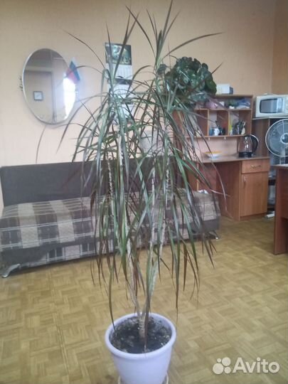 Пальма драцена