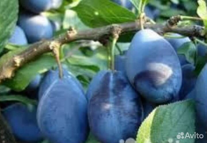 Продукты питания оптом