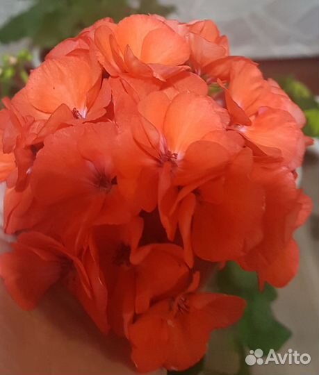 Пеларгонии сортовые