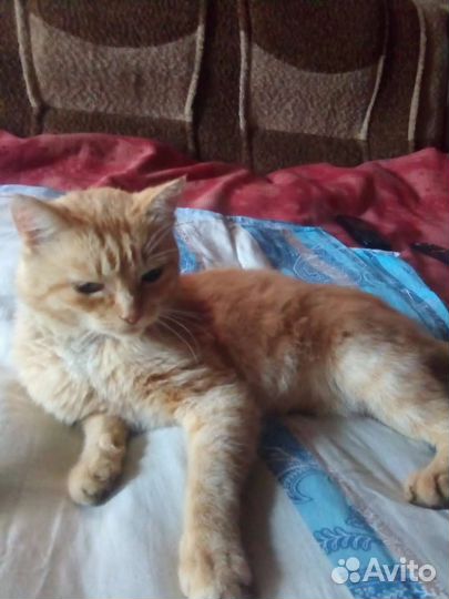 Кот в добрые руки