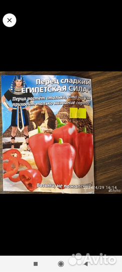 Перец сладкий. Мощная рассада