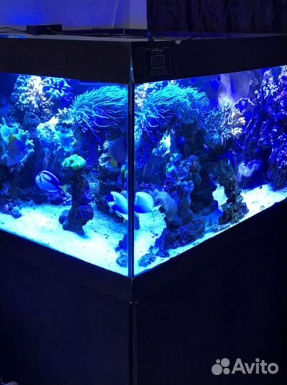 Аквариума морской