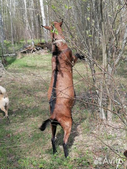 Чешский козел