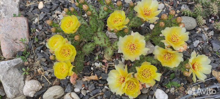 Кактусы зимующие на улице в средней полосе России