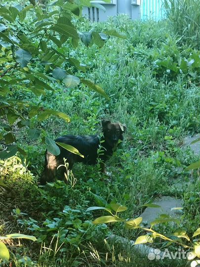 Щенки- подростки ищут дом