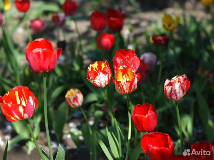 Fuji 75mm 1.8 MFT M4/3 GH5 OM-D blackmagic 4K 2.5K