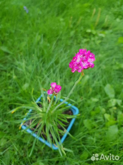 Лаванда, хоста и другие многолетники