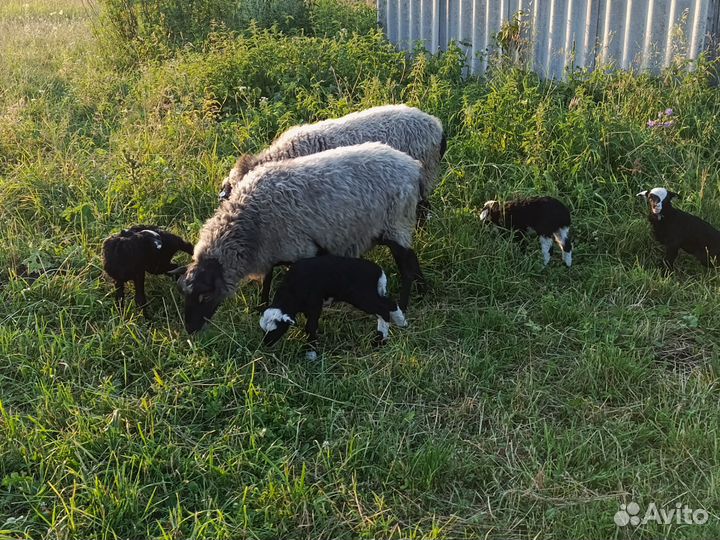 Овцы бараны ягнята живые