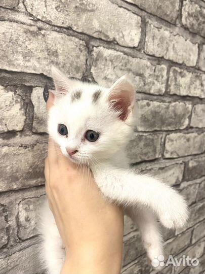 Белый пушистый котенок