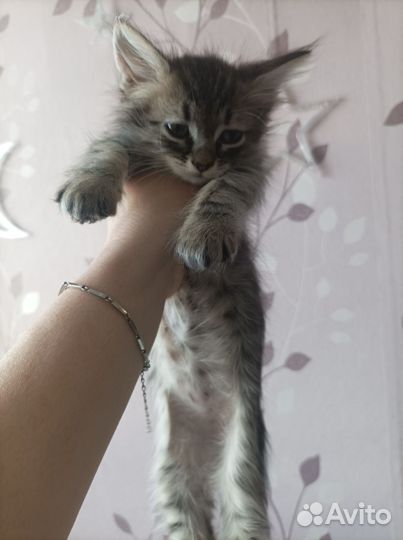 Котенок мальчик в добрые руки