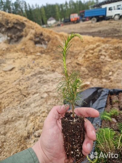 Сеянцы ели зкс