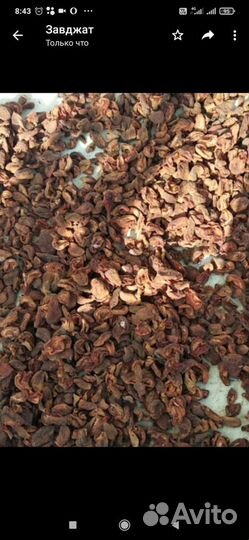 Горная курага