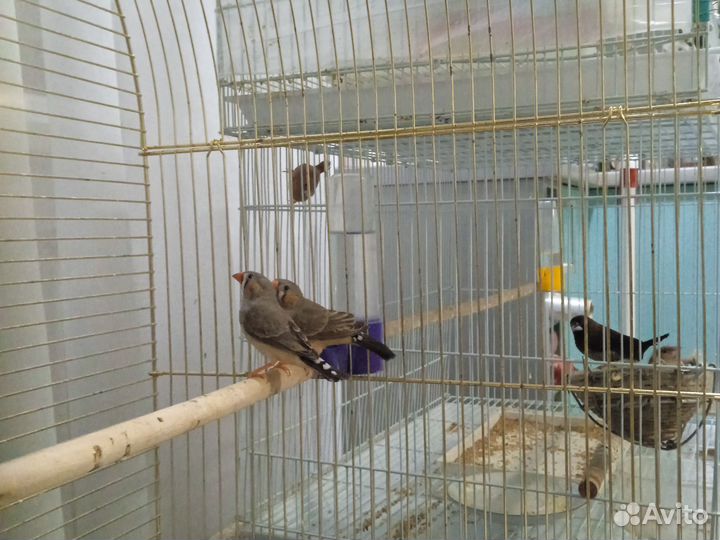 Рисовые амадины