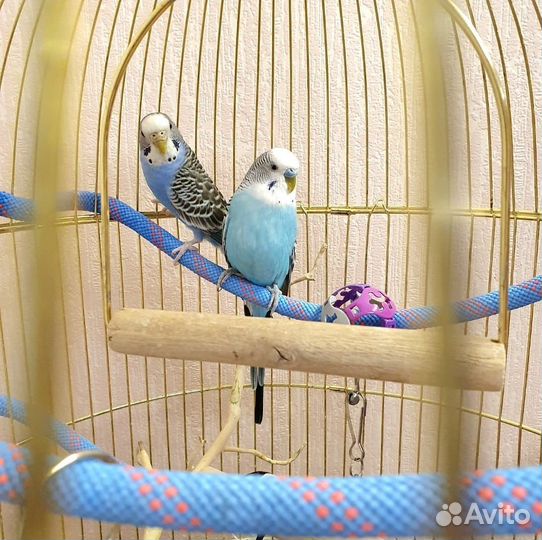 Волнистые попугаи с клеткой