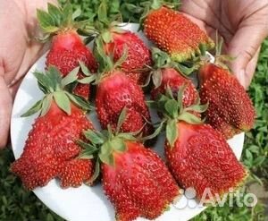 Рассада клубники купчиха (воздушка)