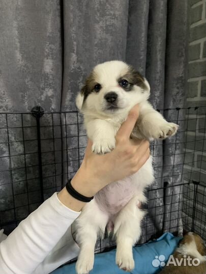 Щенки корги