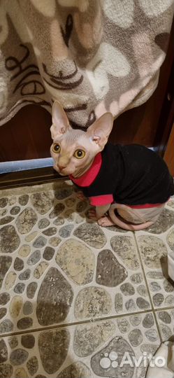 Кошечка Сфинкс