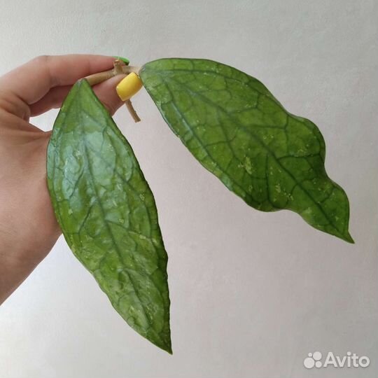 Дисхидия Керри, Хойи