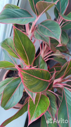 Аглаонема Сиам Аврора