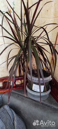 Драцена окаймленная маргината