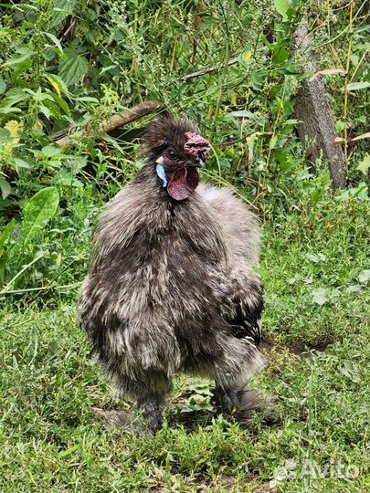 Китайский петух