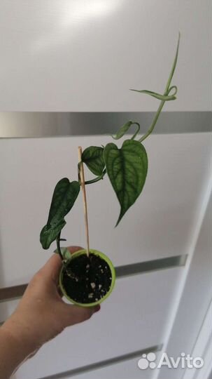 Филодендроны разные