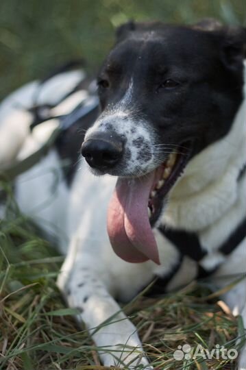 Смоки тоскует в приюте без обнимашек