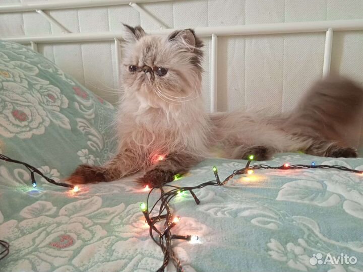 Персидская