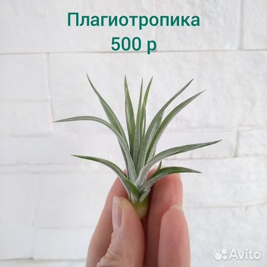 Тилландсии атмосферные ч.4 (средний размер)